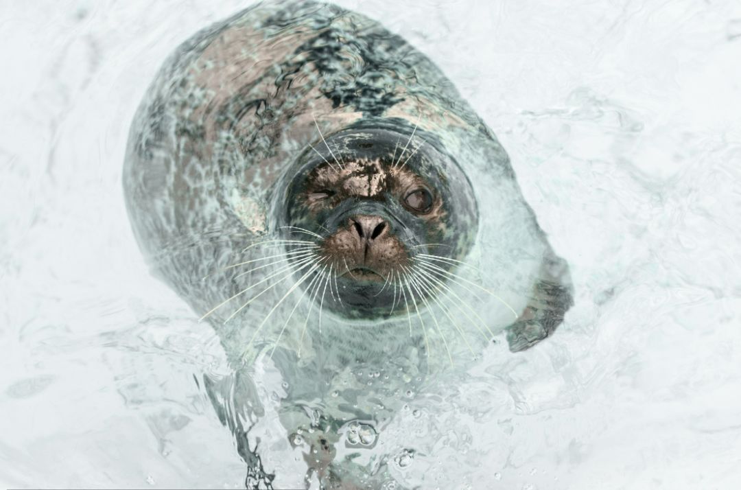 南极洲女足选手在比赛中势如破竹，取得胜利的简单介绍