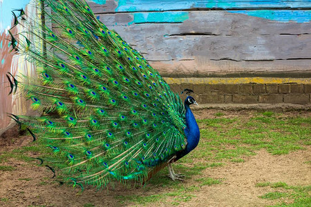 英南两雄对草地赞誉声薰巴西 英南两雄对草地赞誉声薰巴西